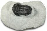 Bargain, Hollardops Trilobite Fossil - Ofaten, Morocco #287453-4